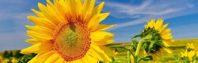 表示积极向上的花花语是什么？积极向上的花有哪些？