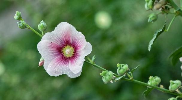 表示积极向上的花花语是什么？积极向上的花有哪些？