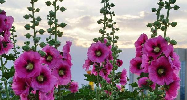 表示积极向上的花花语是什么？积极向上的花有哪些？