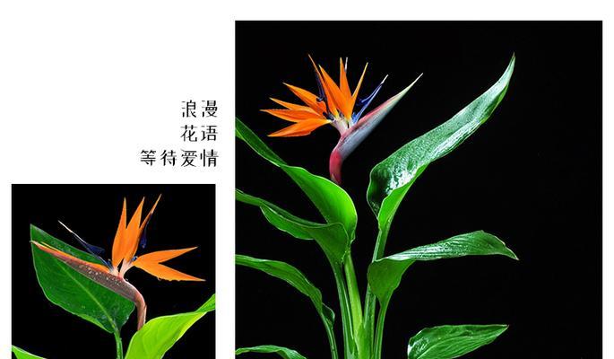 表示纪念的花花语是什么？如何选择合适的纪念花？