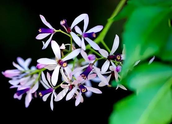 表示加油的花花语是什么？如何用花表达加油鼓励？