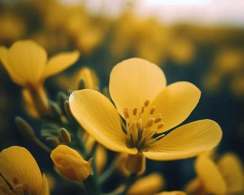表示加油的花花语是什么？如何用花表达加油鼓励？