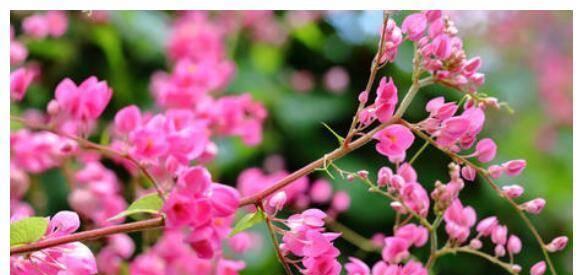 表示坚持的花花语是什么？坚持的花有哪些种类？