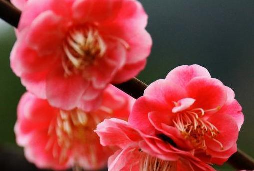 表示坚持的花花语是什么？坚持的花有哪些种类？