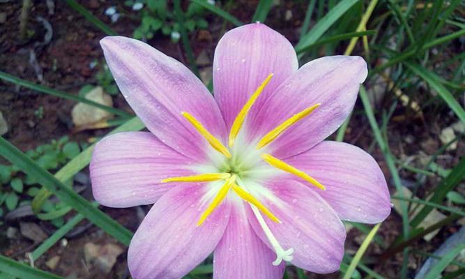 表示坚强的花花语是什么？坚强的花有哪些种类？