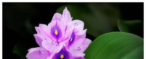 表示健康的花花语是什么？健康的花有哪些特点？