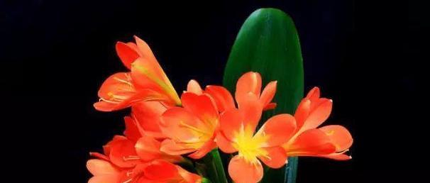 表示敬佩的花花语是什么？哪些花代表敬佩？