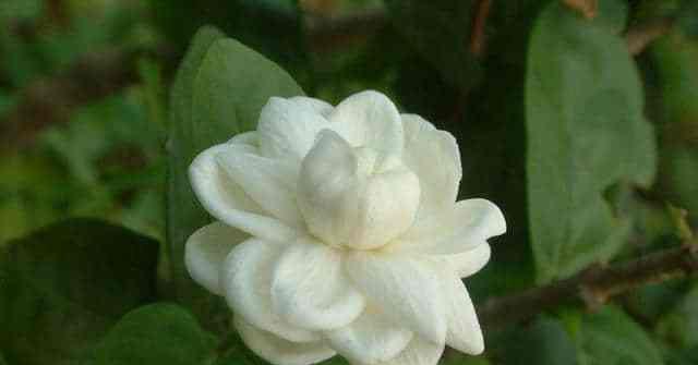 表示敬佩的花花语是什么？哪些花代表敬佩？