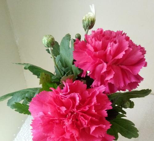 表示母爱的花花语是什么？母爱的花有哪些种类？