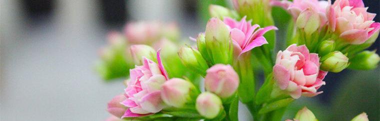 表示平安的花有哪些？花语中平安的花具体指哪些？