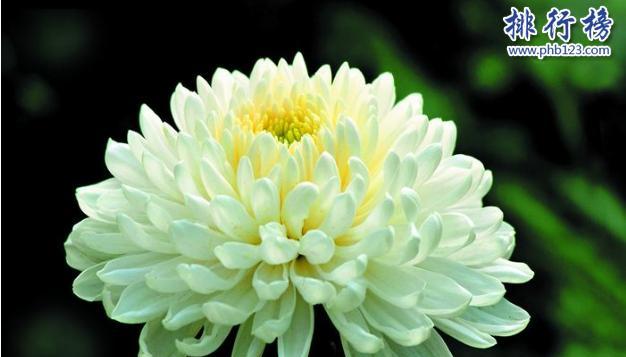 表示平安的花有哪些？花语中平安的花具体指哪些？