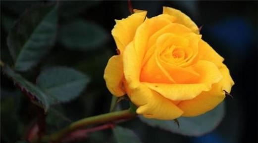 表示歉意的花花语是什么？歉意的花有哪些种类？