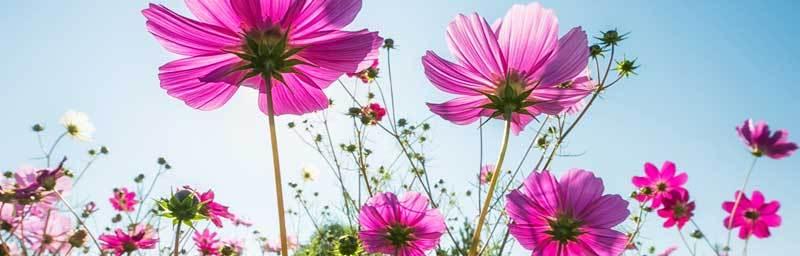 表示生命的花花语是什么？如何理解生命的花的含义？