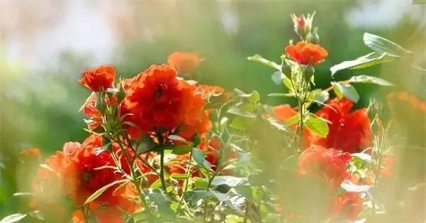 表示生命的花花语是什么？如何理解生命的花的含义？