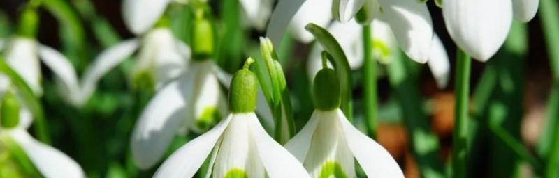 表示生命的花花语是什么？如何理解生命的花的含义？
