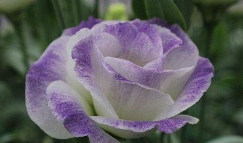 表示胜利的花花语是什么？如何用它来庆祝胜利？