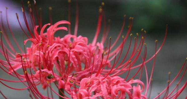 表示失望的花花语是什么？失望的花有哪些含义？