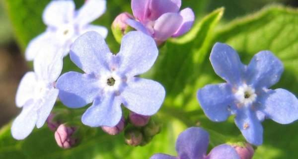 守护的花有哪些？表示守护的花花语是什么？