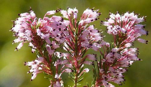 表示思乡的花有哪些？花语中思乡的花是什么？