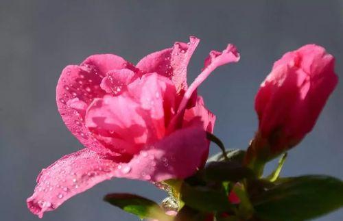 表示思乡的花有哪些？花语中思乡的花是什么？