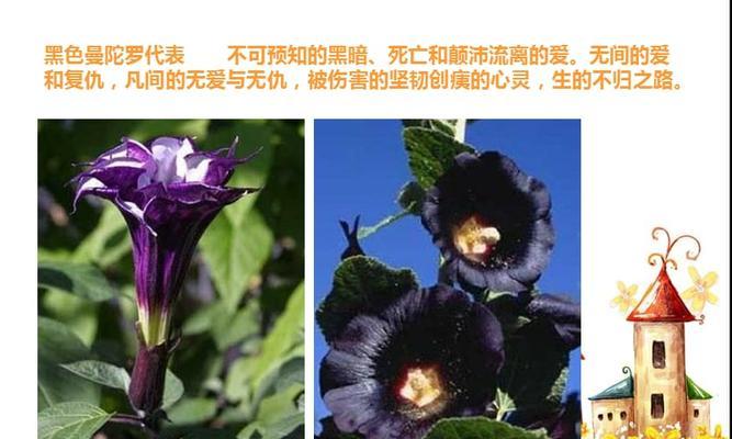 表示死亡的花花语是什么？为什么这种花象征着死亡？