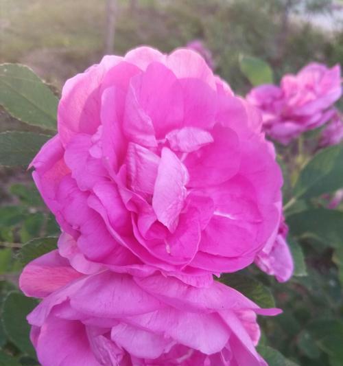 表示无私奉献的花花语是什么？如何用花表达无私奉献？