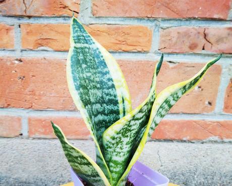 虎皮兰能结种子吗？如何正确收集和种植虎皮兰种子？