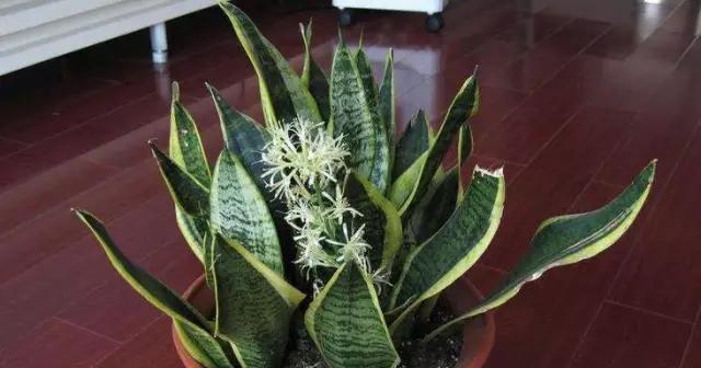 虎皮兰能结种子吗？如何正确收集和种植虎皮兰种子？
