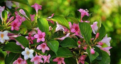 表示希望的花花语是什么？希望的花有哪些含义？