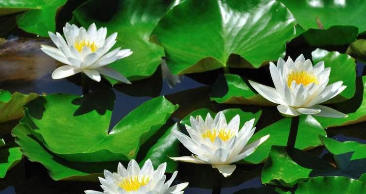 表示希望的花花语是什么？希望的花有哪些含义？