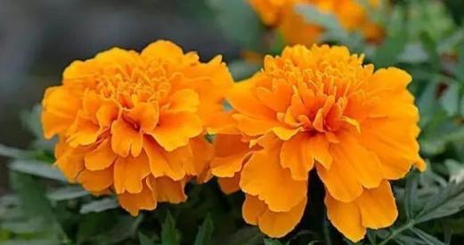 表示喜欢的花花语是什么意思？如何正确表达喜欢的情感？