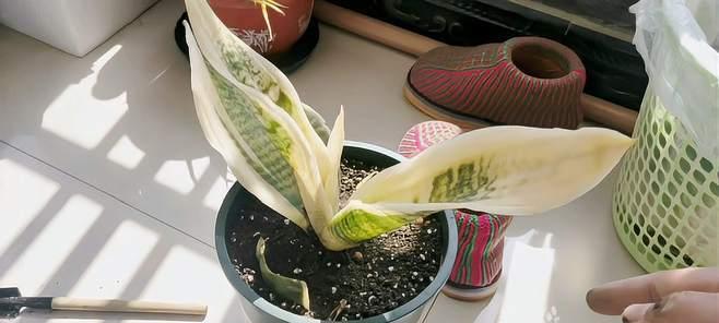虎皮兰换土换盆的最佳时机是什么时候？步骤和注意事项有哪些？