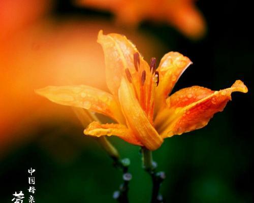 表示再见的花花语是什么？如何用花表达告别？