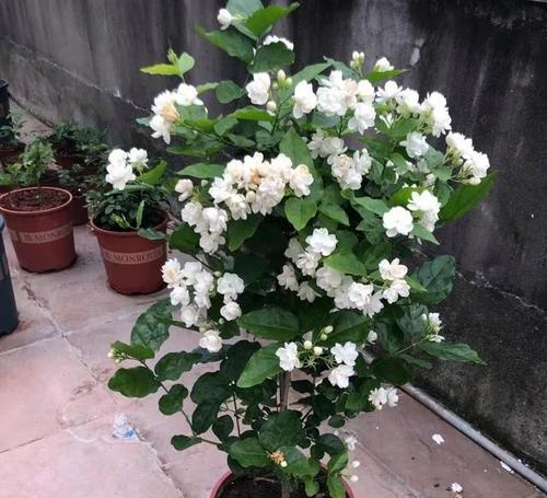 虎头茉莉不开花的原因是什么？如何解决？