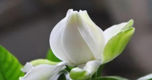 表示尊敬师长的花花语是什么？如何用花表达对师长的尊敬？