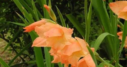 表示尊敬师长的花花语是什么？如何用花表达对师长的尊敬？