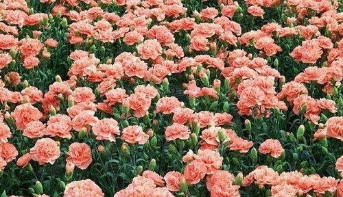 表示尊重的花花语是什么？如何用花表达尊重？