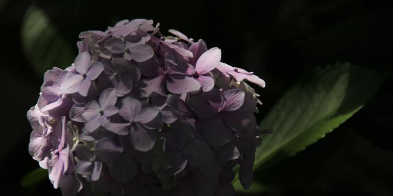 不同颜色的紫阳花代表什么花语？如何选择紫阳花颜色？