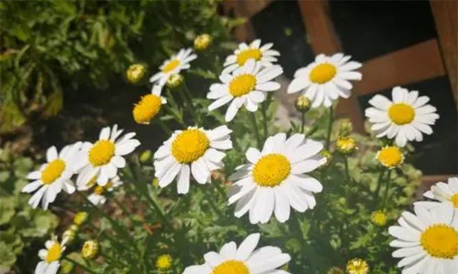 雏菊的花语和寓意象征着什么意思？如何正确解读雏菊的含义？