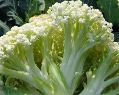 花菜种子是怎么来的？购买和种植的常见问题解答