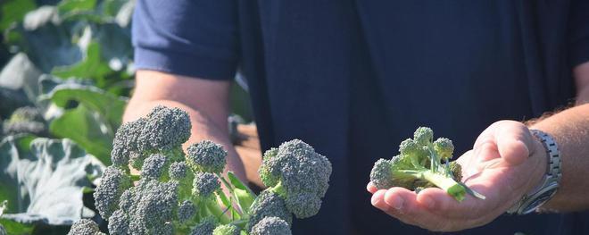 花菜种子是怎么来的？购买和种植的常见问题解答