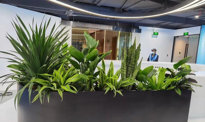 花槽适合种什么植物？有哪些植物能美化你的阳台？