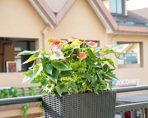 花槽适合种什么植物？有哪些植物能美化你的阳台？