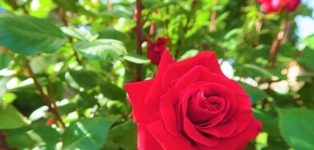 代表爱情专一的花是什么？如何用花表达专一的爱情？