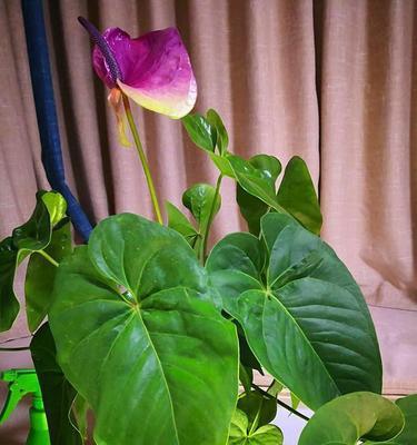 代表不舍的植物有哪些？它们的象征意义是什么？