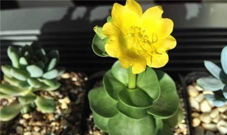代表财富的植物有哪些？它们各自象征着什么？