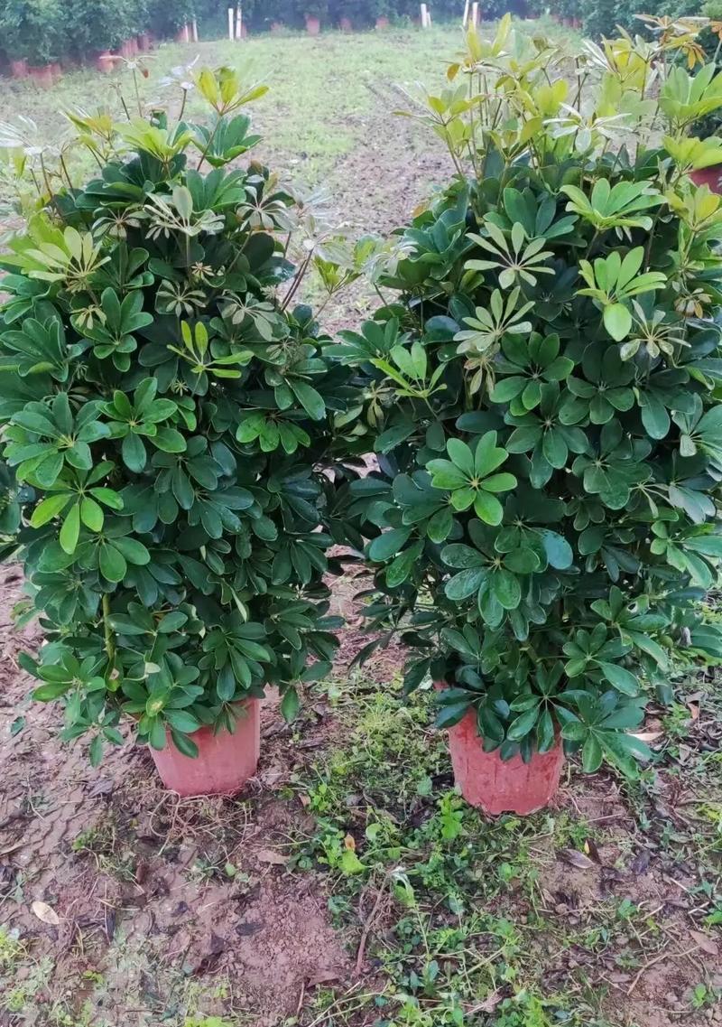 代表财富的植物有哪些？它们各自象征着什么？