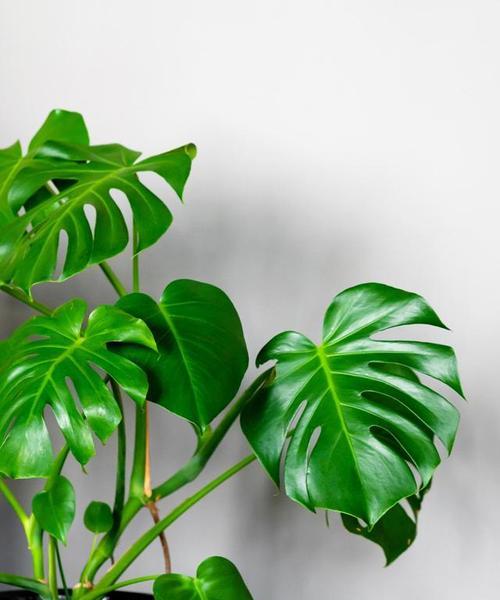 代表痴情的植物有哪些？它们各自象征着什么情感？