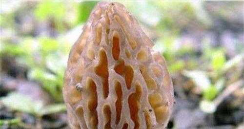 花菇的功效与作用是什么？如何正确食用花菇？