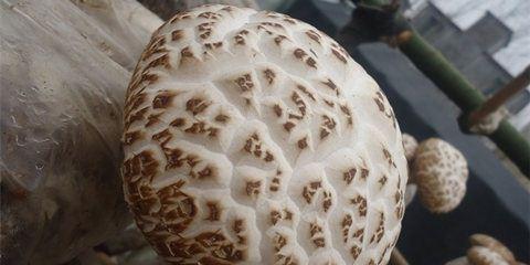 花菇的功效与作用是什么？如何正确食用花菇？